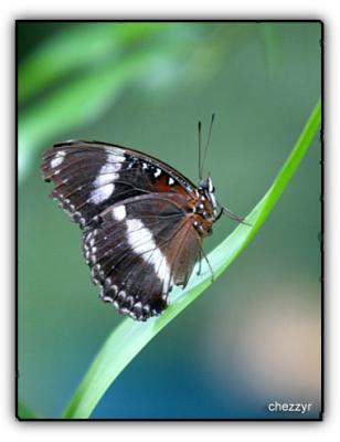 common eggfly butterfly (melbourne zoo)