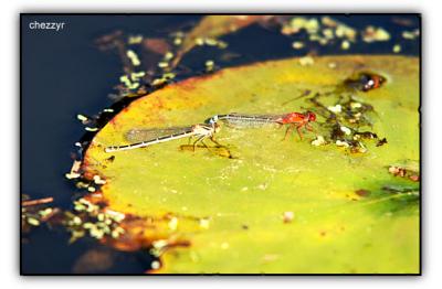 dragonflies on lilypad