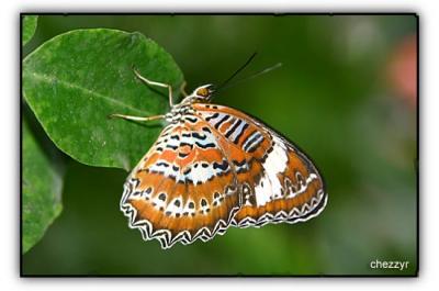 orange lacewing butterfly (melbourne zoo)