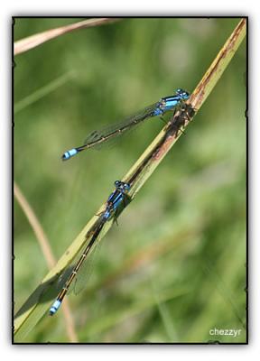 two blue dragonflies