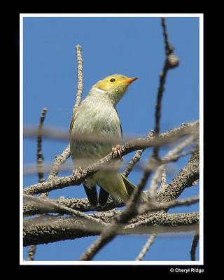 white plumed honeyeater