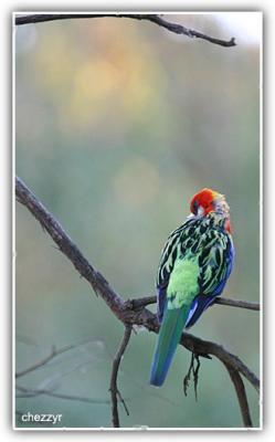 eastern rosella