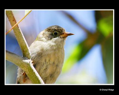 young brown headed honeyeater