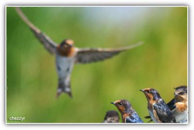 swallow coming in to land