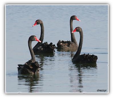 mirrored swans