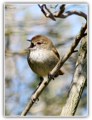 possibly a brown thornbill