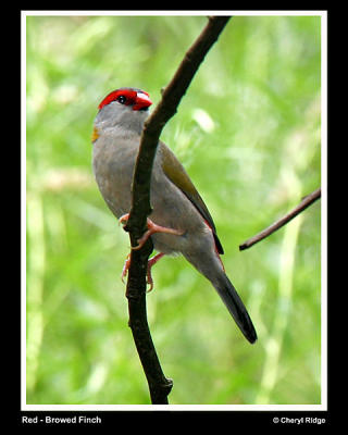 g3/24/475724/3/55959235.redbrowedfinchadult.jpg