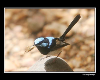 male superb fairy wren with insect