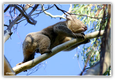 g3/24/475724/3/55971753.koalaclimb.jpg