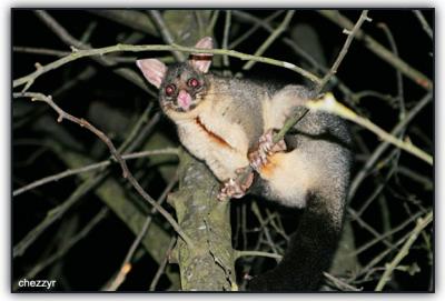 wild possum
