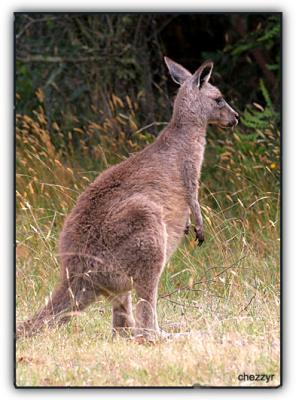 g3/24/475724/3/55973450.onekangaroo.jpg