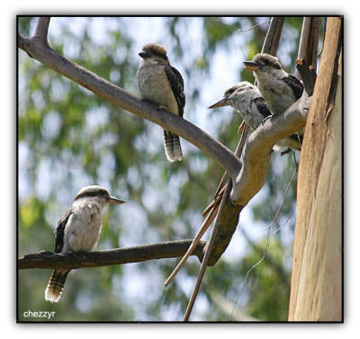 four kookaburras in gum tree