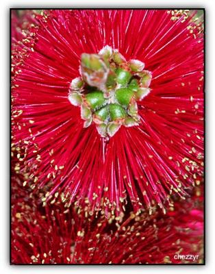 bottlebrush front