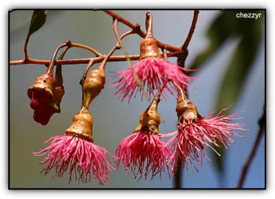 native flowers