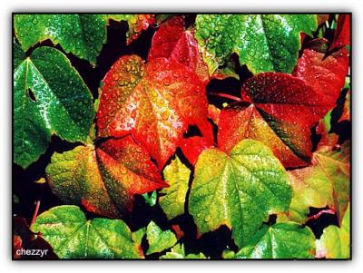 g3/24/475724/3/56009416.leavesdroplets1.jpg