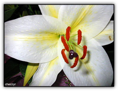 lily front