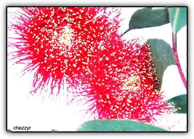 native flowers