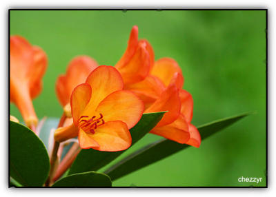 orange flowers