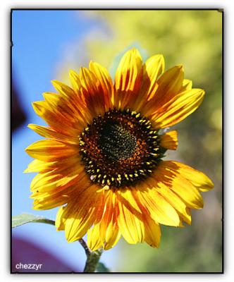 sunflower