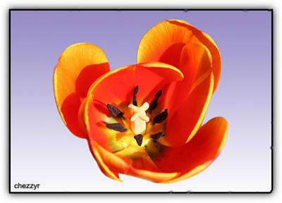 tulip with purple background