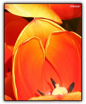 tulip petal edges #1