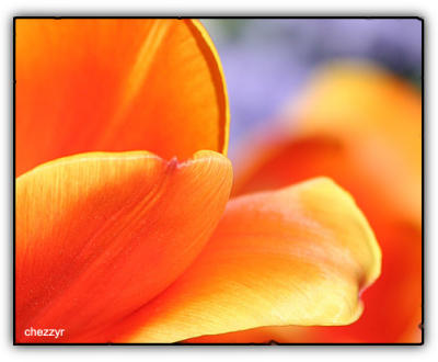 tulip petal edges #2