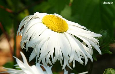 wilting in the heat