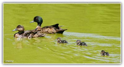 g3/24/475724/3/56209397.duckfamily3.jpg