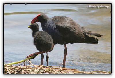 swamphen feeding young