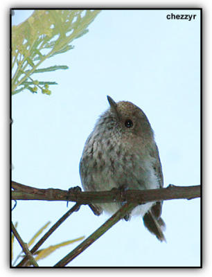 brown thornbill