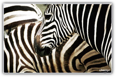 zebra stripes