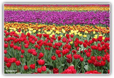 carpet of flowers - tesselaar tulip festival - victoria