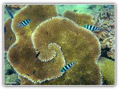 g3/24/475724/3/56303370.snorkellingwhitsundays2.jpg