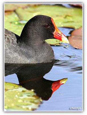 dusky moorhen