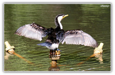 little pied cormorant drying wings