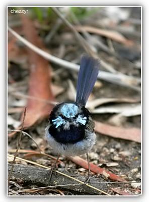  superb fairy wren male - in eclipse plumage