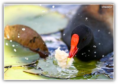 dusky moorhen eating