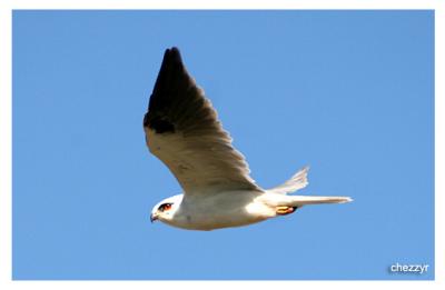 black shouldered kite in flight