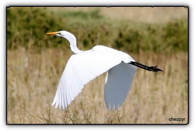 great egret in flight