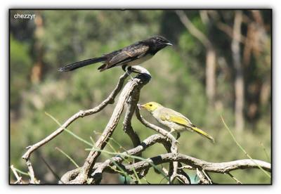 willie wagtail and white plumed honeyeater
