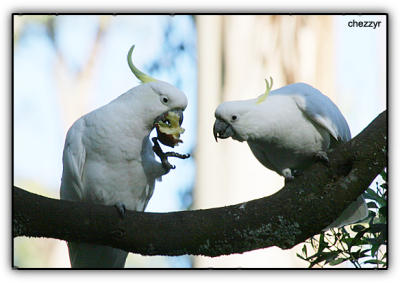 two sulphur crested cockatoos sharing (or not sharing!) a snack