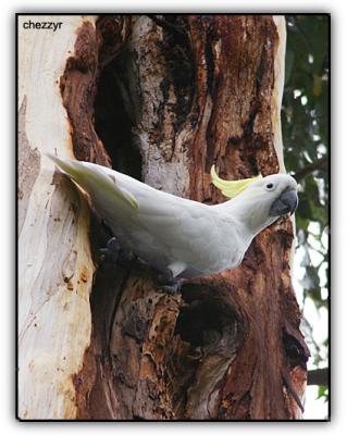 sulphur crested cockatoo - gum tree