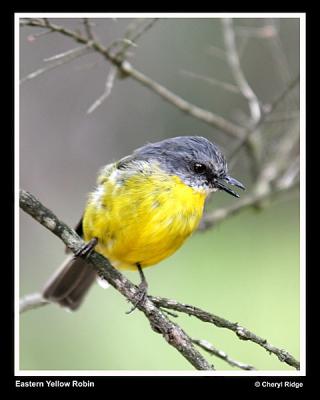 eastern yellow robin