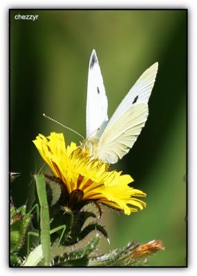 Cabbage White Butterfly