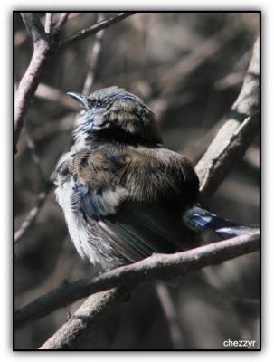  superb fairy wren male - in eclipse plumage