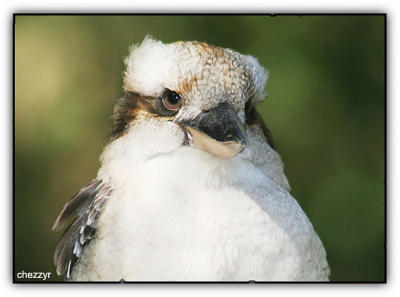 kookaburra