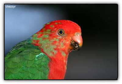 king parrot (male)