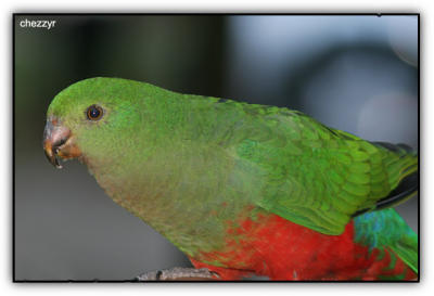 king parrot (female)