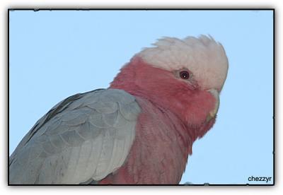 galah