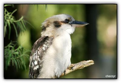 kookaburra